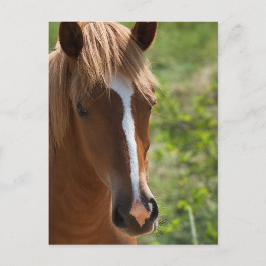 Paard Briefkaart (Voorkant)