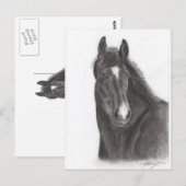 Paard Briefkaart (Voorkant / Achterkant)
