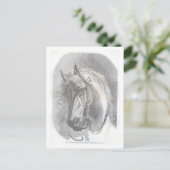  paard briefkaart (Staand voorkant)