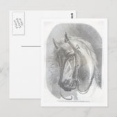  paard briefkaart (Voorkant / Achterkant)