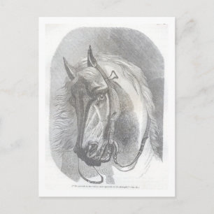  paard briefkaart