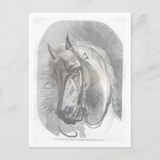  paard briefkaart (Voorkant)