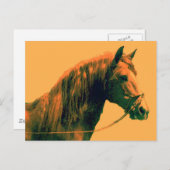 Paard Briefkaart (Voorkant / Achterkant)