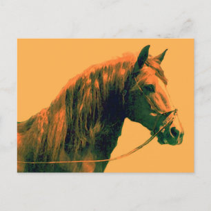 Paard Briefkaart