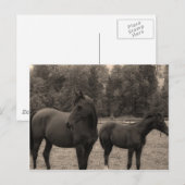 paard briefkaart (Voorkant / Achterkant)