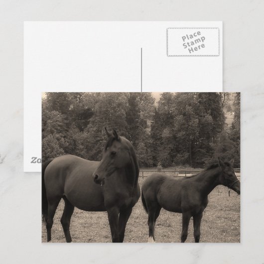 paard briefkaart (Voorkant / Achterkant)