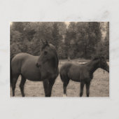 paard briefkaart (Voorkant)