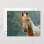 Paard Briefkaart (Voorkant / Achterkant)