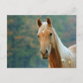 Paard Briefkaart (Voorkant)