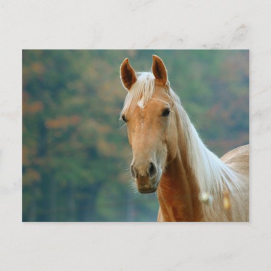 Paard Briefkaart (Voorkant)