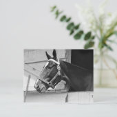 Paard Briefkaart (Staand voorkant)