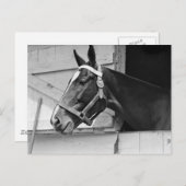 Paard Briefkaart (Voorkant / Achterkant)