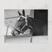 Paard Briefkaart (Voorkant)