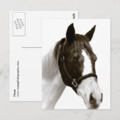 Paard Briefkaart (Voorkant / Achterkant)