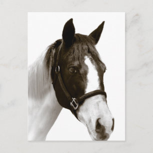Paard Briefkaart