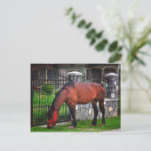 Paard Briefkaart (Staand voorkant)