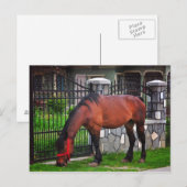 Paard Briefkaart (Voorkant / Achterkant)