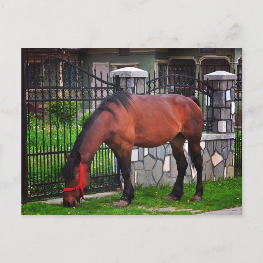 Paard Briefkaart (Voorkant)