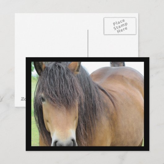  paard briefkaart (Voorkant / Achterkant)
