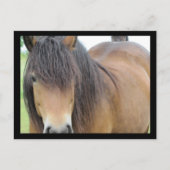  paard briefkaart (Voorkant)