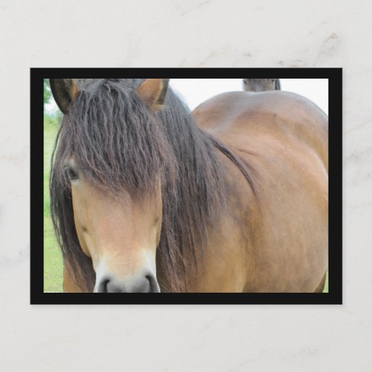  paard briefkaart (Voorkant)