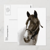 Paard Briefkaart (Voorkant / Achterkant)