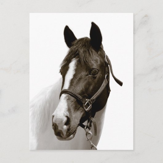 Paard Briefkaart (Voorkant)