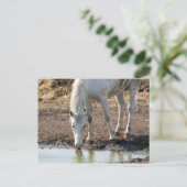 Paard Briefkaart (Staand voorkant)