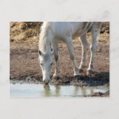 Paard Briefkaart (Voorkant)