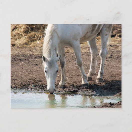 Paard Briefkaart (Voorkant)