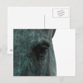 Paard Briefkaart (Voorkant / Achterkant)