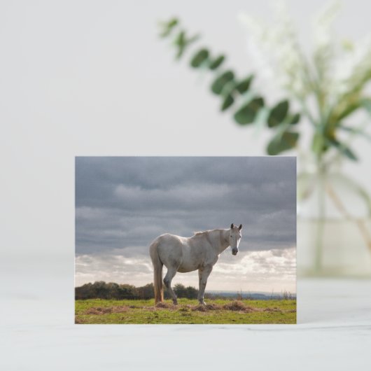 Paard Briefkaart (Staand voorkant)