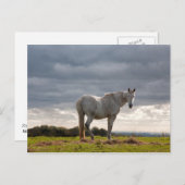 Paard Briefkaart (Voorkant / Achterkant)