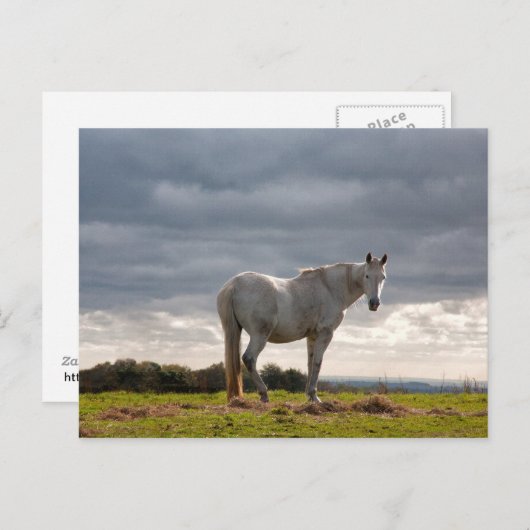 Paard Briefkaart (Voorkant / Achterkant)