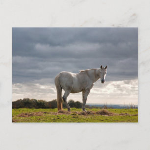 Paard Briefkaart