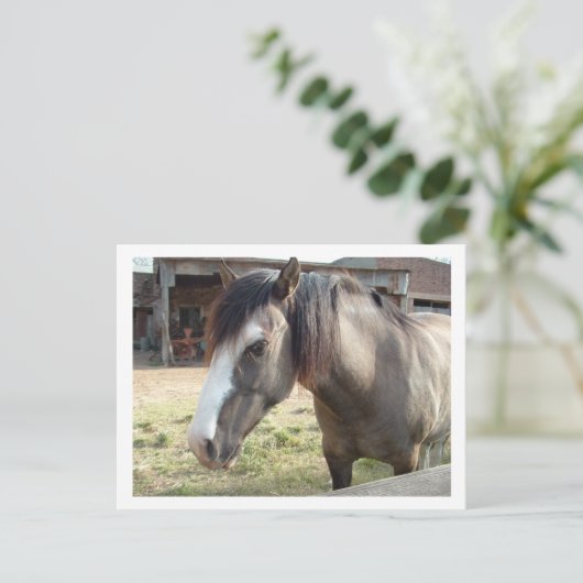 paard briefkaart (Staand voorkant)