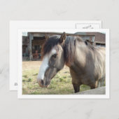 paard briefkaart (Voorkant / Achterkant)