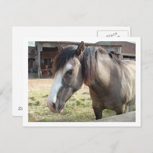 paard briefkaart (Voorkant / Achterkant)