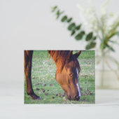 Paard Briefkaart (Staand voorkant)