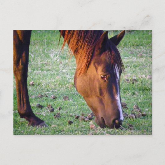 Paard Briefkaart (Voorkant)