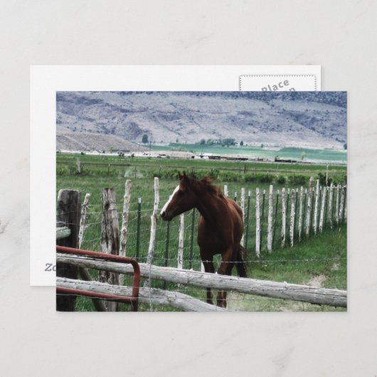 Paard Briefkaart (Voorkant / Achterkant)