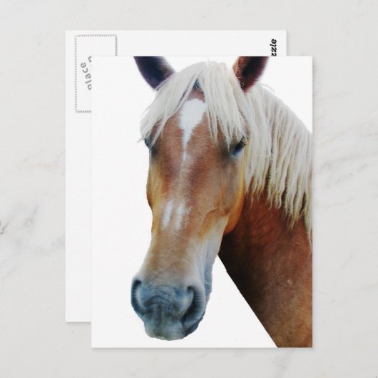 Paard Briefkaart (Voorkant / Achterkant)