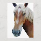 Paard Briefkaart (Voorkant)