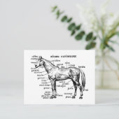 Paard Briefkaart (Staand voorkant)