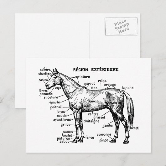 Paard Briefkaart (Voorkant / Achterkant)