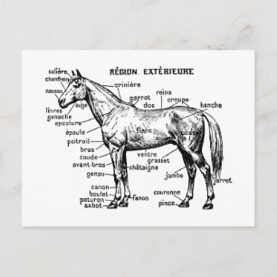 Paard Briefkaart