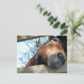 Paard Briefkaart (Staand voorkant)