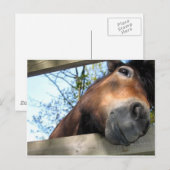 Paard Briefkaart (Voorkant / Achterkant)