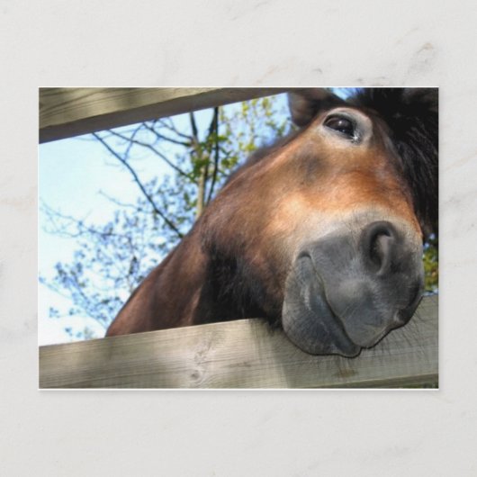 Paard Briefkaart (Voorkant)