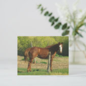 Paard Briefkaart (Staand voorkant)